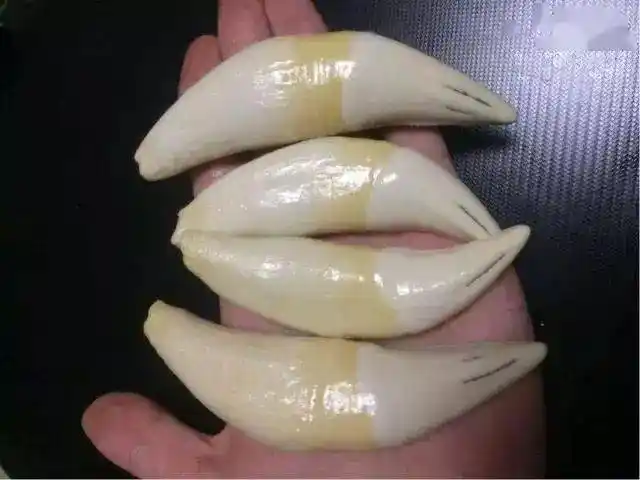地摊上的百元虎牙到底是个啥