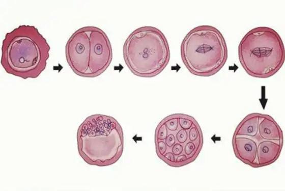 精子和卵子结合需要多长时间 精子卵子结合需要几天