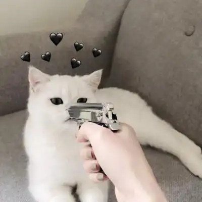 猫猫表情包 萌头像 一枪毙了你