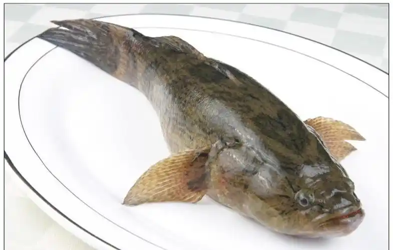 笋壳鱼(底栖穴居性暖水性经济鱼类)_尚可名片