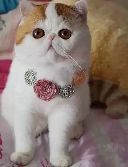 一只轰动猫界 萌死人不偿命的神喵