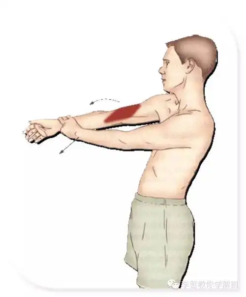 7喙肱肌拉伸6肱肌拉伸5肱二头肌拉伸4三角肌后束拉伸3三角肌外侧束拉