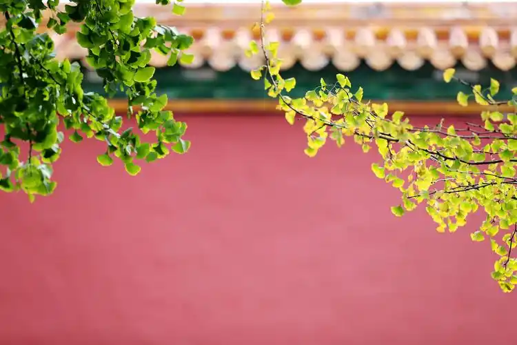 直播预告多彩的故宫秋日的唯美