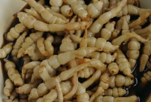 地笋有什么营养