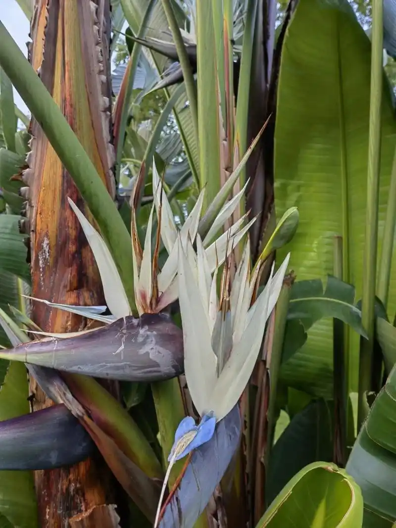 的天堂鸟--鹤望兰94 【大鹤望兰】:别名尼可拉鹤望兰,尼古拉鹤望兰