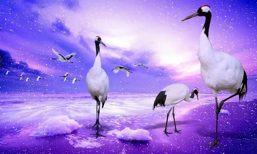 仙鹤 大自然壁纸 大自然图片大全 大自然桌面壁纸大全 免费大自然高清