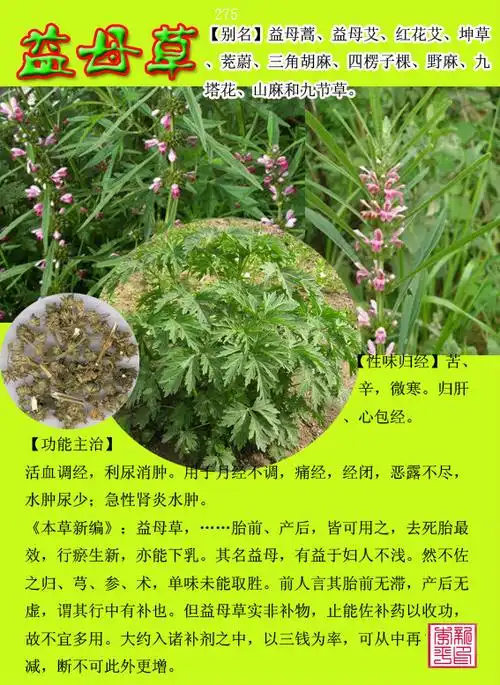 中草药300种图谱2