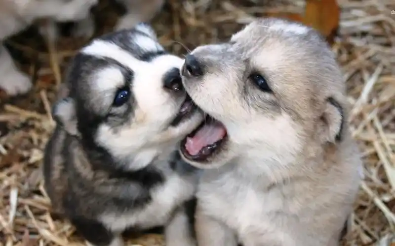 可爱狗狗个性壁纸_幸福的兄弟姐妹们