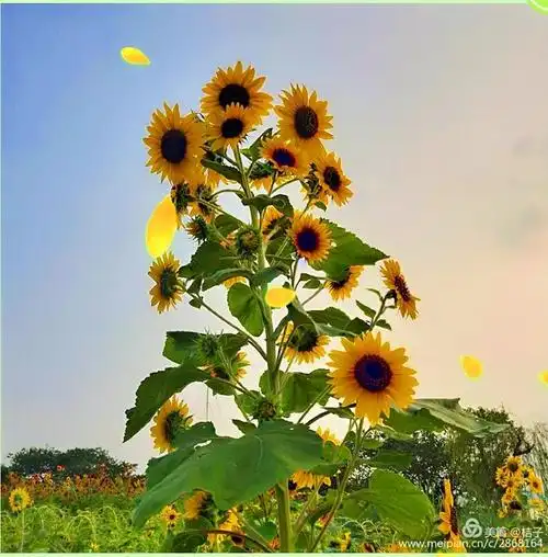 让生活充满阳光