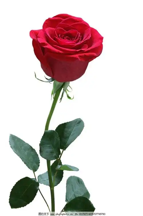 一支玫瑰花图片大全_一支玫瑰花图片唯美-rfid信息网