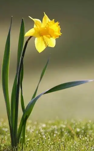 一朵花手机壁纸 繁花万千 我只赏你一枝独秀