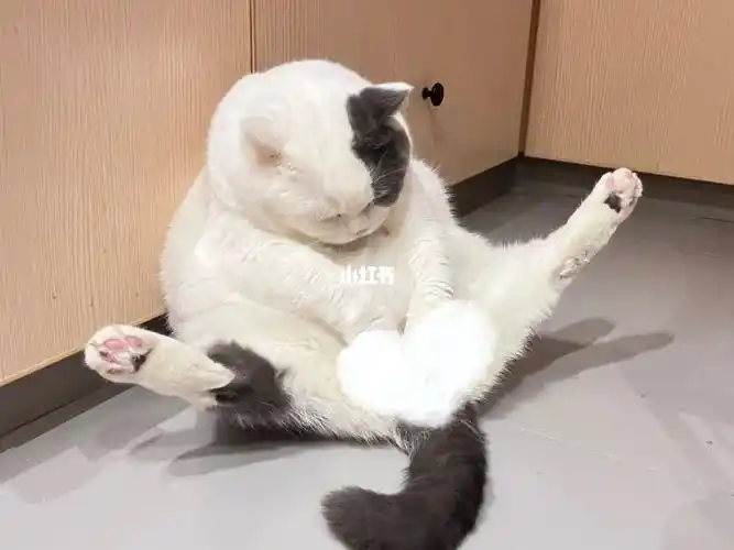 用一些艺术行为告诉你啥是灵活的小胖子#我家宠物好可爱  #猫咪  #小