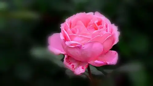 女人是世界上最美的花