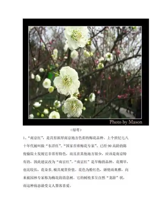 关于梅花的种类和介绍含图片