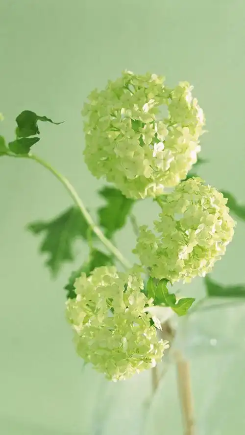 治愈系绿色护眼植物,高清图片,手机锁屏桌面-壁纸族