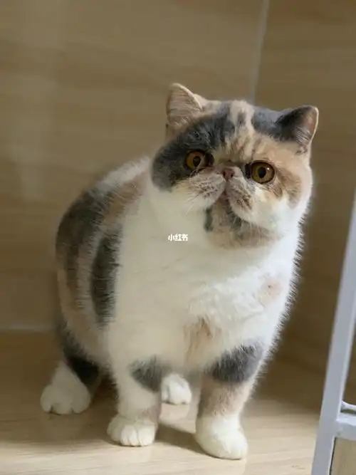 加菲猫  #浅三花加菲  #三花加菲