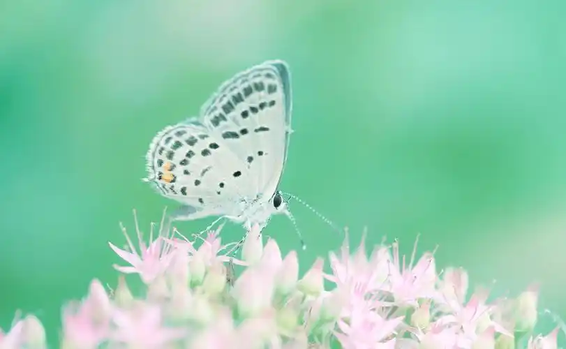 想要拍出唯美清新的春天花卉照3个摄影技巧用起来照片更出彩
