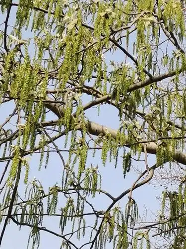 2020年3月的杨柳絮毛毛满天飞