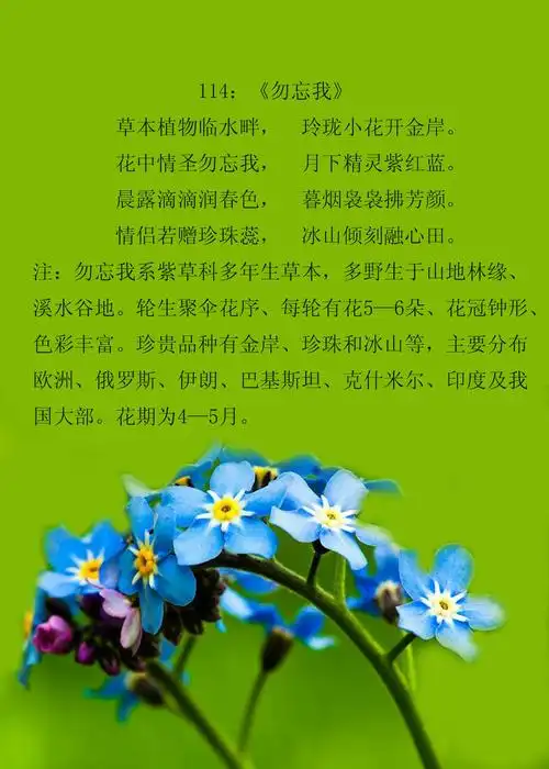 诗情花语(群芳谱之四)
