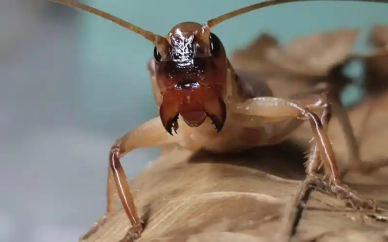 斗牛犬蟋螽追逐站没拍到从躲避里杀出来的片段