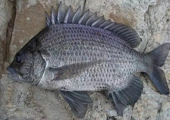 黑鲷(胸鳍长而尖各鳍边缘黑色的鱼类)_尚可名片