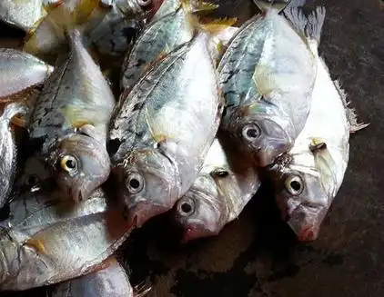 叶子鱼是淡水鱼还是海鱼