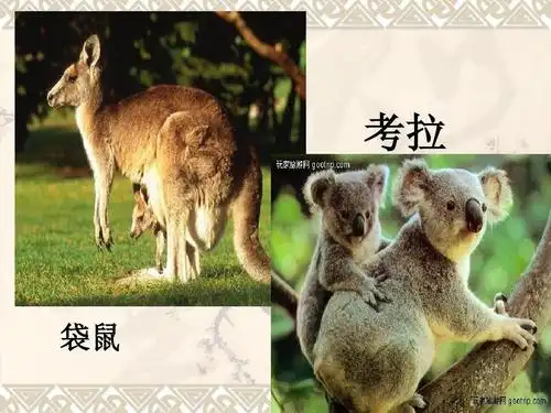 考拉 袋鼠