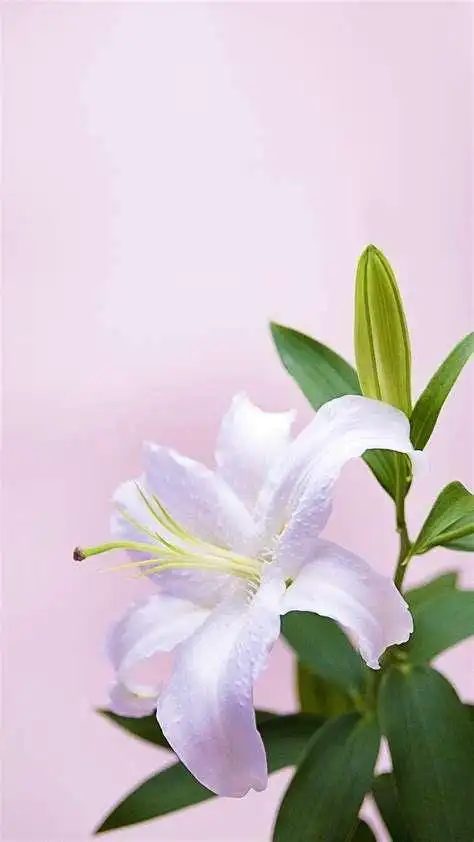 这些应景吉祥壁纸一定要收藏!