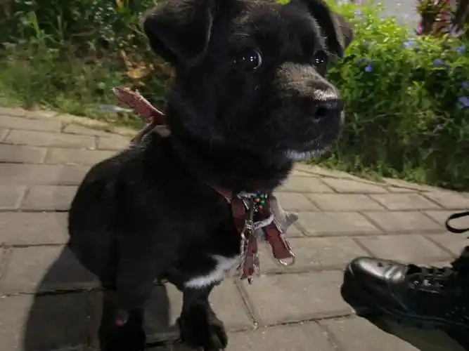 可爱的小黑狗勾谢谢姐姐们的关心