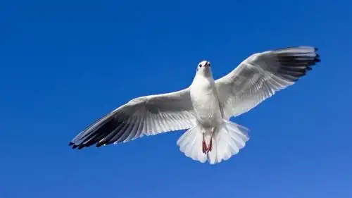 天空中飞翔的海鸥图片