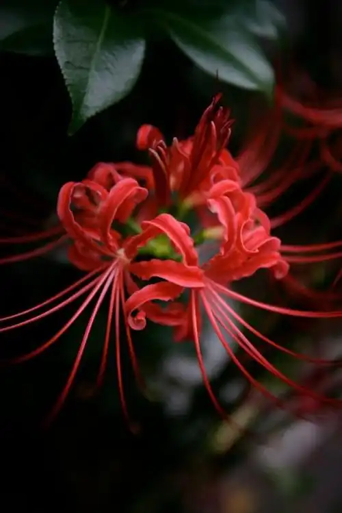 美图欣赏 彼岸花3