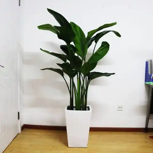 天堂鸟植物寓意(天堂鸟是什么植物)