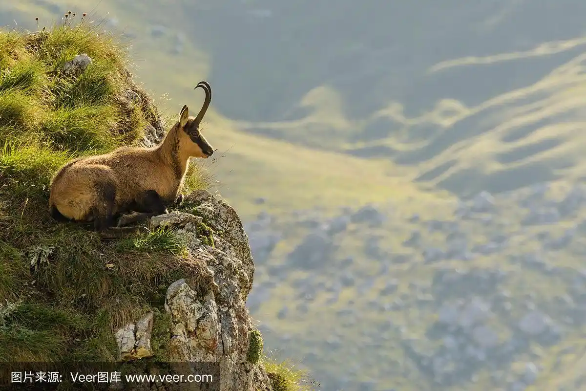 格兰萨索国家公园山上的羚羊