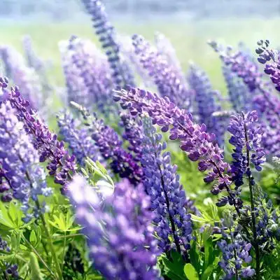 图片头像花朵图片清新