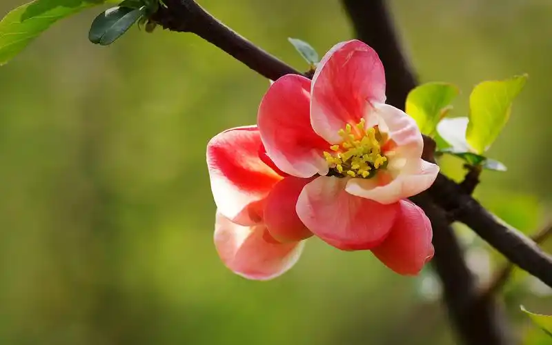贴梗海棠植物图片电脑桌面壁纸下载高清大图预览1680x1050_植物壁纸
