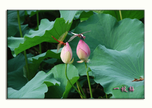 荷塘 写美篇                临江仙   夏夜荷塘     翠盖漪涟蕖跃水