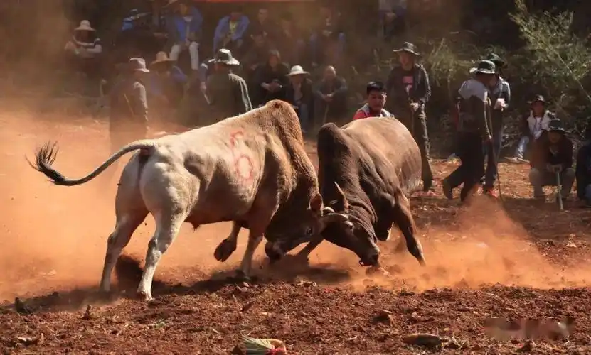 云南石林虎贵荣彝族斗牛摄影作品欣赏