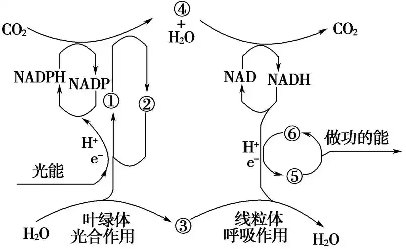 (14分)如图为高等绿色植物光合作用和呼吸作用之间的能量转变示意图