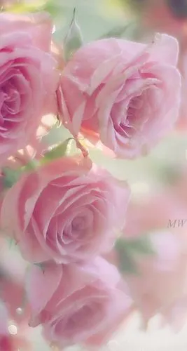 小清新壁纸～喜欢的话记得关注和点赞哦