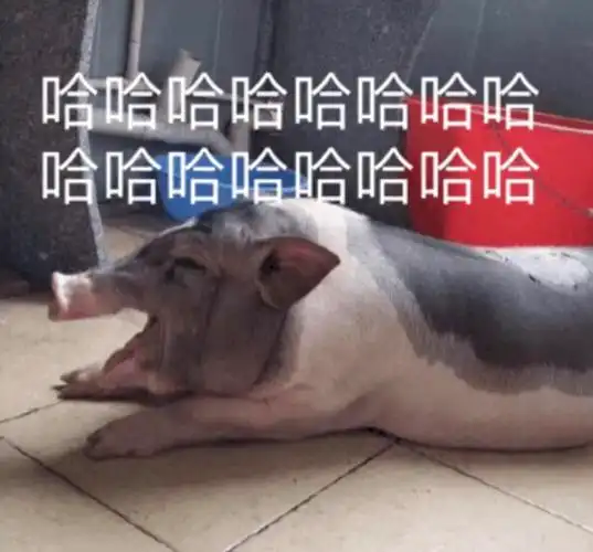 哈哈哈大笑(猪)