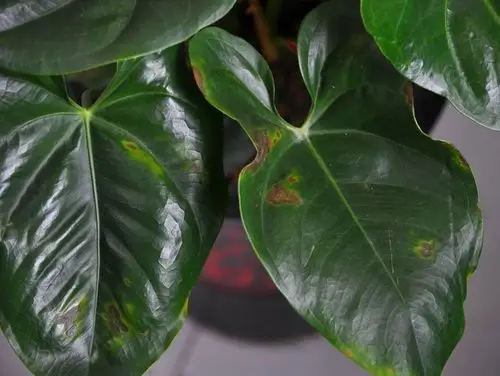 红掌得了什么病,请帮助,谢谢各位大师.