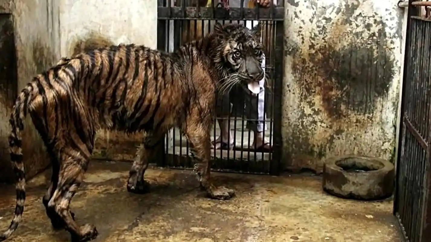 世界上最残忍的动物园,到底有多"残忍"?看了真让人心疼