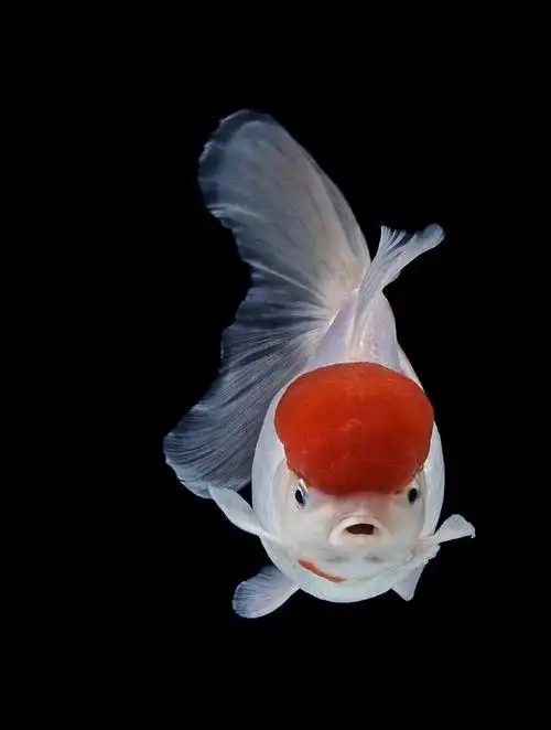 金鱼- 堆糖,美图壁纸兴趣社区