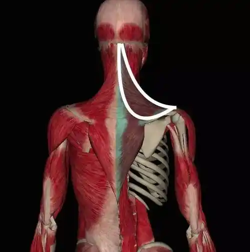 肩部训练如何削弱【上斜方肌】发力