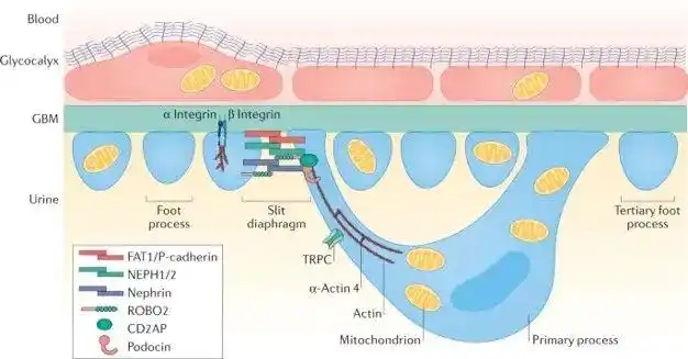 【肾世图卷】肾小球滤过屏障: 新的治疗靶点