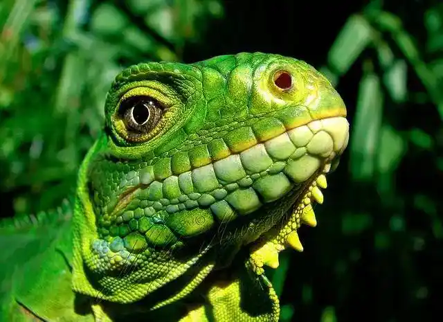 迷人的50张动物摄影作品(组图)