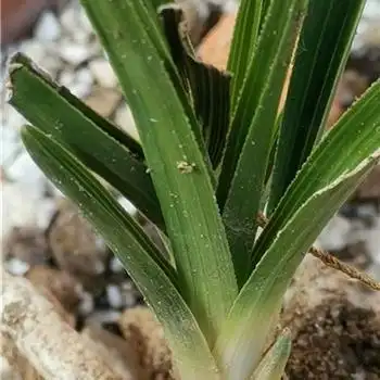 下山大龙根,直立荷型草,圆夹