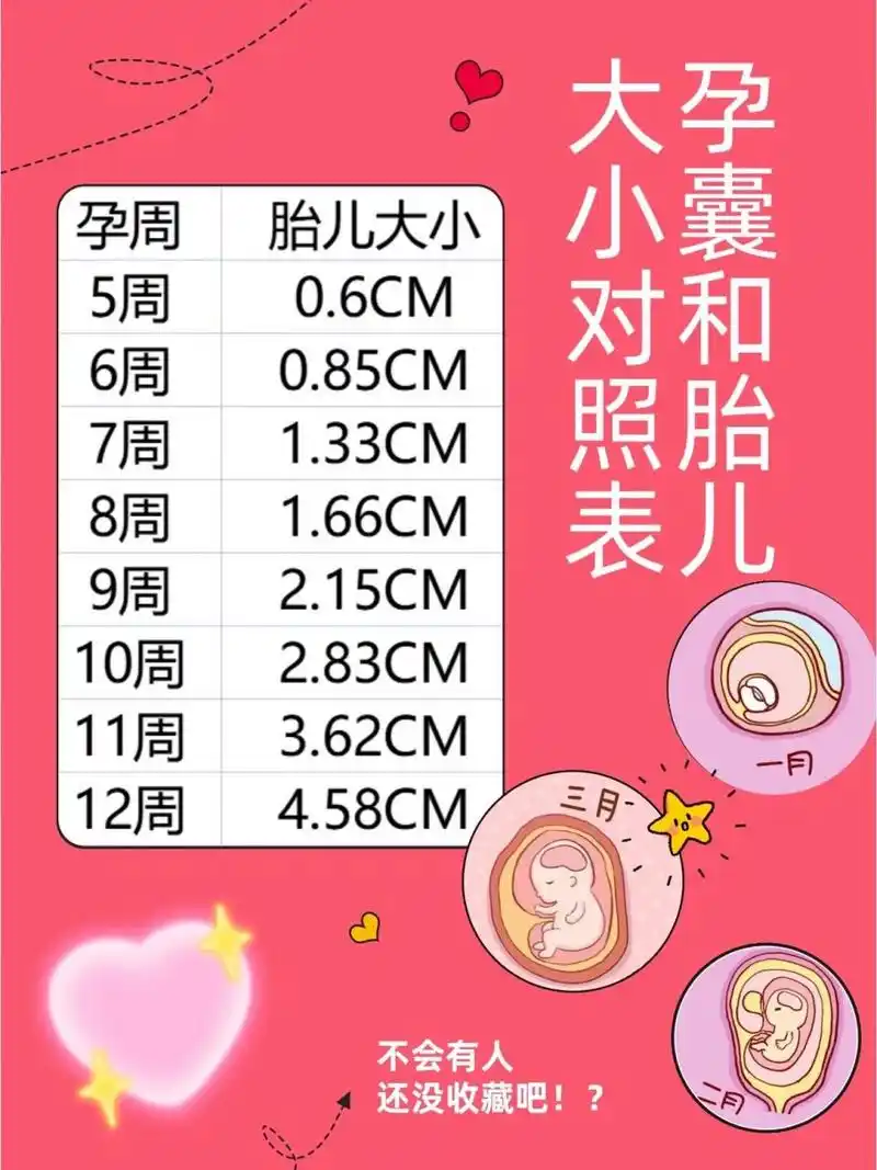 孕囊形状 孕囊和胎儿大小对照表 1,5周:胎儿长到0.