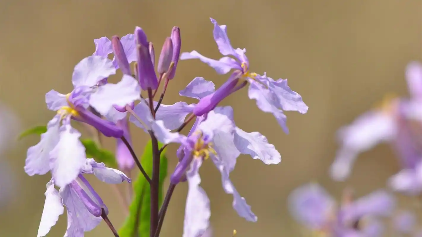清新淡紫色二月兰图片高清电脑桌面壁纸