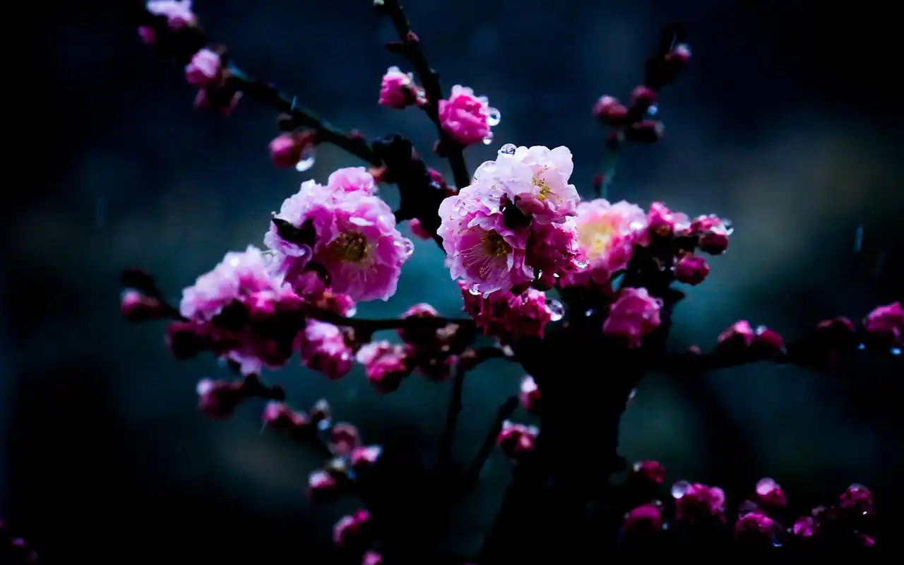 千姿百态的梅花唯美高清桌面壁纸